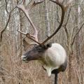 Mountain Caribou Mountain Caribou